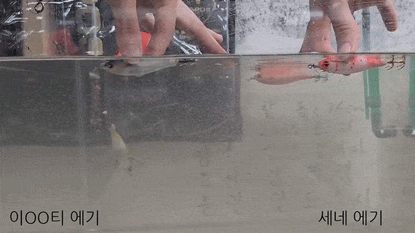 카포스 세네에기 자연어 금바늘 에기 한치 갑오징어 쭈꾸미 리얼 참돔